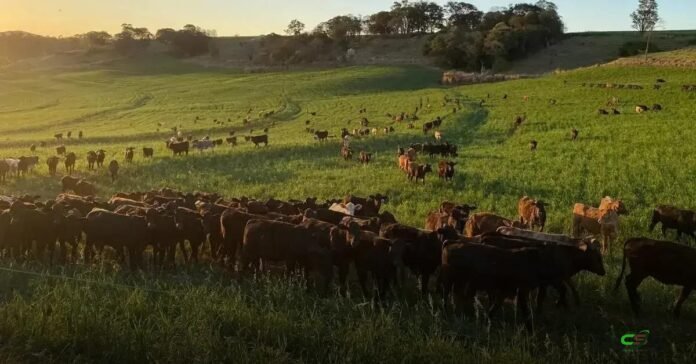 Adapar endurece regras para combater brucelose e tuberculose bovina