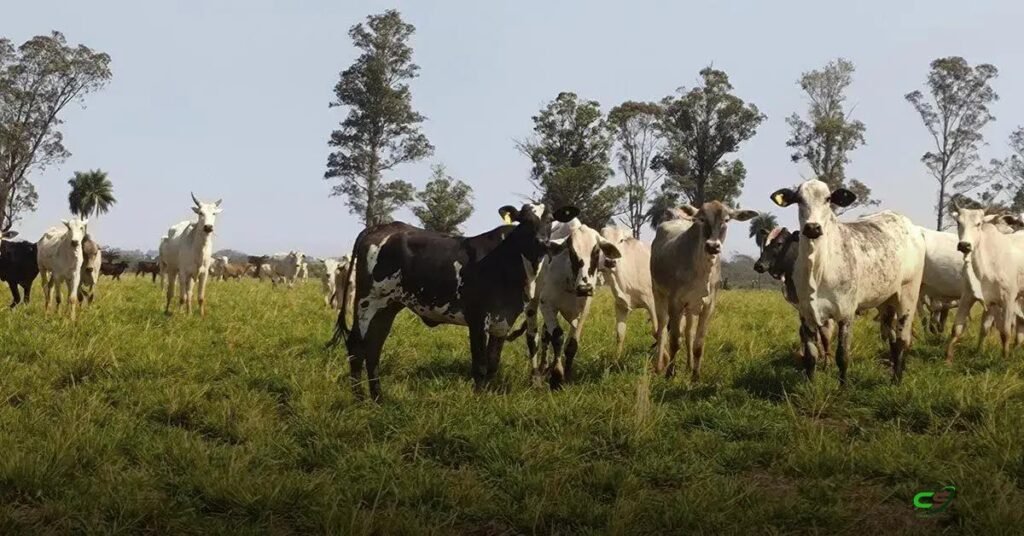 Brasil amplia exportações: mercados abertos no Vietnã e Arábia Saudita 1 Brasil amplia exportações: mercados abertos no Vietnã e Arábia Saudita