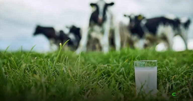 Conseleite projeta leite a R$ 2,0560 em janeiro/26 no RS; veja detalhes