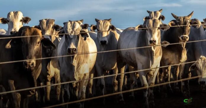 Custos de alimentação caem em 2025 e impulsionam lucro no confinamento