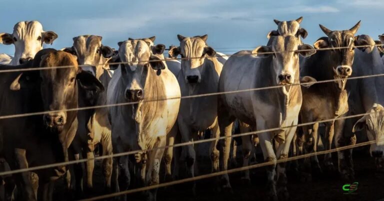 Custos de alimentação caem em 2025 e impulsionam lucro no confinamento