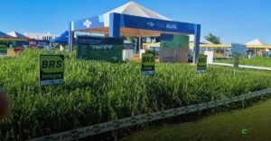 Embrapa Gado reforça parceria com governo de Mato Grosso do Sul