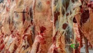 Exportação de carne bovina na 1ª quinzena de janeiro de 2026 supera 2025