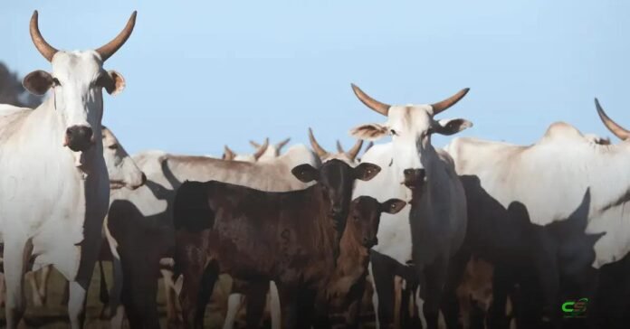 Fertilidade do sêmen: como escolher para melhorar prenhez e resultados Fertilidade do sêmen: como escolher para melhorar prenhez e resultados