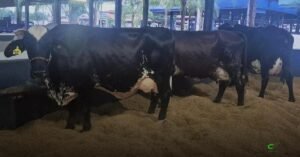 Girolando bate recorde histórico com 113.690 registros genealógicos