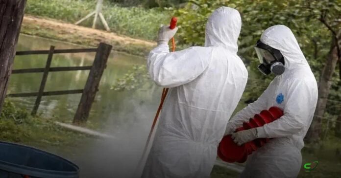 Indea encerra ações contra foco de gripe aviária em Acorizal e detalha resultados Indea encerra ações contra foco de gripe aviária em Acorizal e detalha resultados