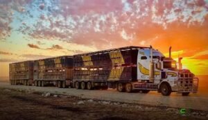 Maior caminhão boiadeiro do mundo: road train que leva até 330 bovinos