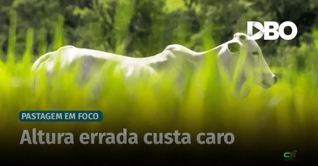 Pasto alto pode virar prejuízo: saiba onde produtores erram e como ajustar manejo