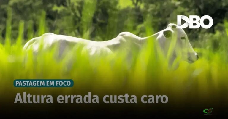 Pasto alto pode virar prejuízo: saiba onde produtores erram e como ajustar manejo