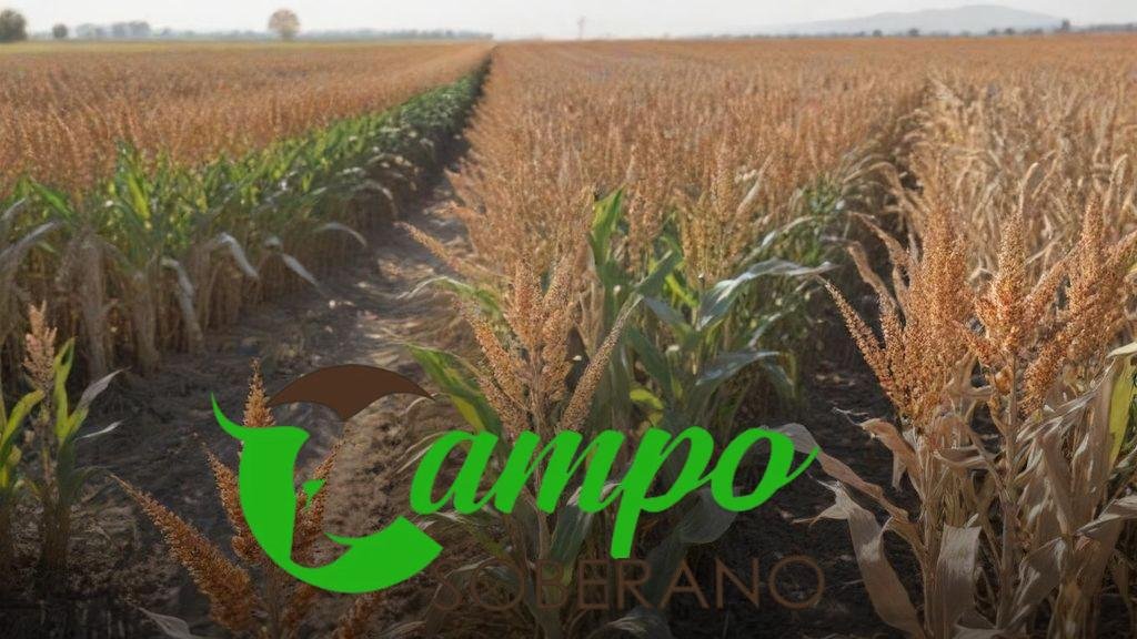 Preparo do solo e época de plantio