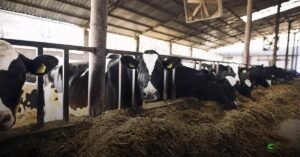 Preço do leite ao produtor cai 25,8% em 2025 e aperta margens