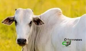 Preços em dólares do boi, bezerro, milho e soja: janeiro 2018–parcial 2026