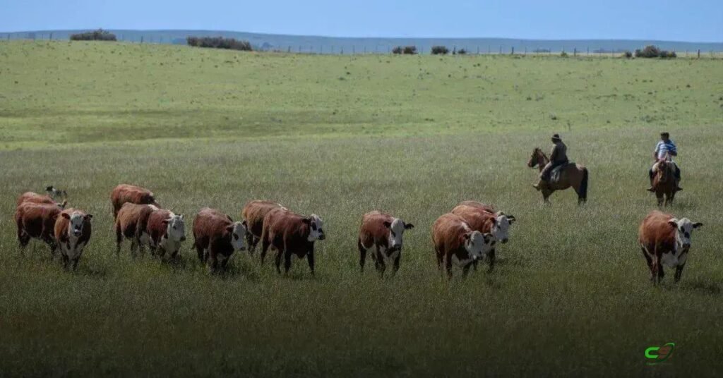 Resistência genética ajuda a controlar carrapato e melhora a produção