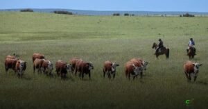 Resistência genética ajuda a controlar carrapato e melhora a produção