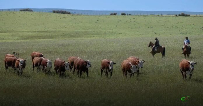 Resistência genética ajuda a controlar carrapato e melhora a produção