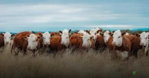 RS acelera piloto de rastreabilidade bovina com visita do Mapa e novos testes