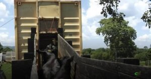 São Paulo libera pagamento antecipado no GEDAVE para guias de transporte