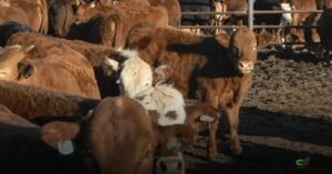 África do Sul enfrenta pior surto de febre aftosa e perde mercados