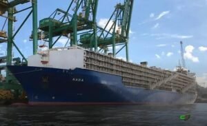 Brasil bate recorde e embarca 165,4 mil bovinos em janeiro; faturou US$202,04 mi