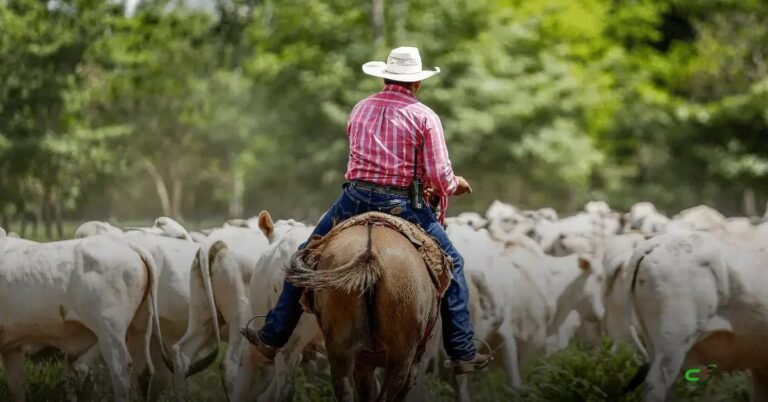 CNA esclarece regras para uso de chapéu e capacete no trabalho rural