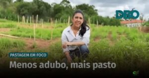 Como leguminosas aumentam produtividade e valor nutricional das pastagens