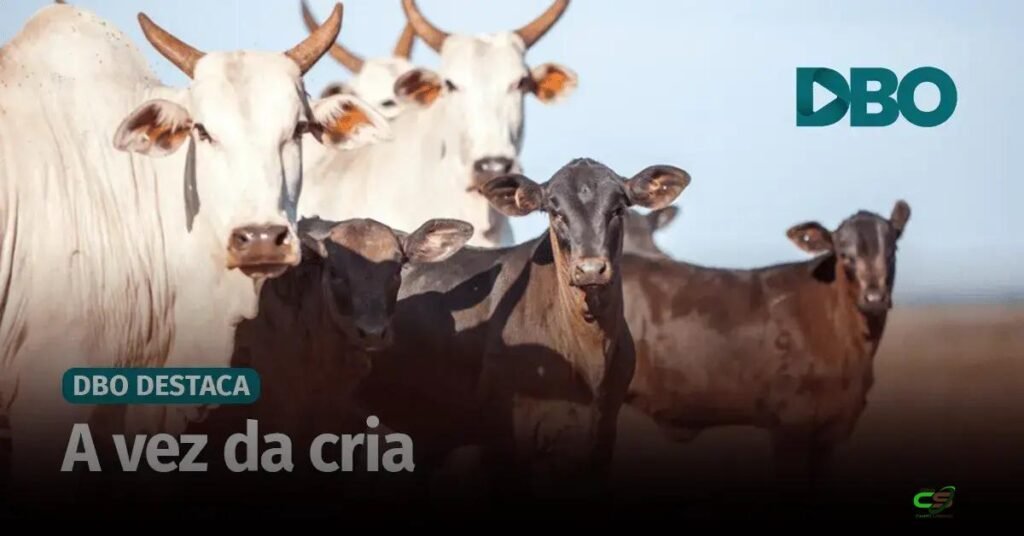 Cria tende a ser a atividade mais rentável da pecuária em 2026