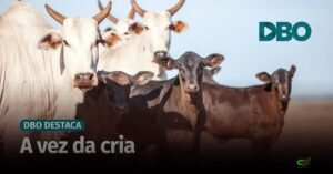 Cria tende a ser a atividade mais rentável da pecuária em 2026