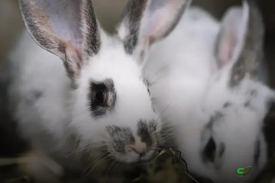 Cunicultura: ciclo rápido, alta reprodução e baixo custo para produtores