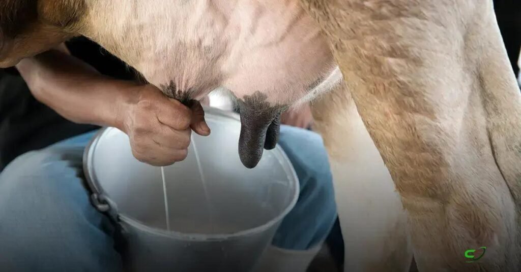 LC 224 reduz benefícios fiscais e pressiona preços do leite, café e trigo