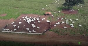 Período das águas: suplementação estratégica para aumentar ganho bovino