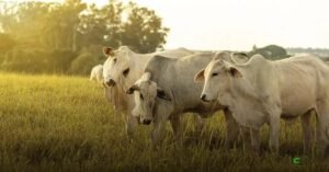 Phibro integra Asbia para impulsionar o melhoramento genético nacional