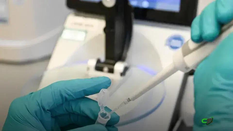 Prototaxites: organismo gigante e enigmático pode ser novo ramo extinto