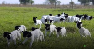 Registros de ovinos crescem 5% em 2025 e transferências sobem 6,5%