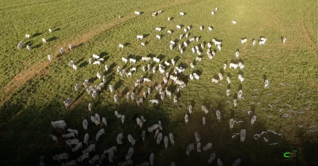 Seguro pecuário cresce, mas cobre só cerca de 3% do rebanho