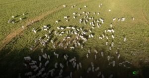 Seguro pecuário cresce, mas cobre só cerca de 3% do rebanho