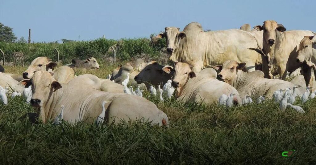 TIP Brasil 2026: da estratégia ao lucro por hectare em Goiânia