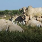 TIP Brasil 2026: da estratégia ao lucro por hectare em Goiânia