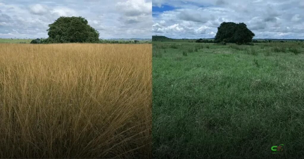 Top Ultra: adjuvante eleva controle do capim capeta a mais de 90% 1 Top Ultra: adjuvante eleva controle do capim capeta a mais de 90%