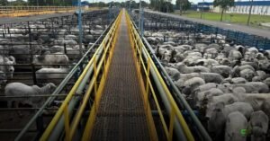 Abate bovino bate recorde em 2025: 42,94 milhões de cabeças inspecionadas