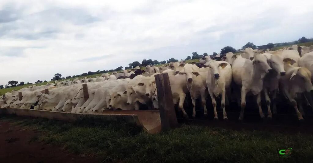 Abate recorde de fêmeas em 2025 pressiona oferta e valoriza a reposição