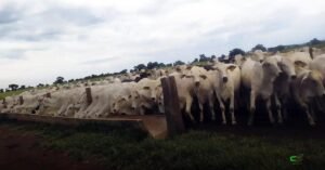 Abate recorde de fêmeas em 2025 pressiona oferta e valoriza a reposição