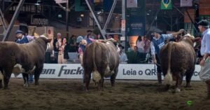 ABHB divulga programação da 20ª Exposição Nacional Hereford e Braford