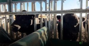 Angus: Prova de Eficiência Alimentar terá medição inédita de metano