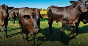 Argentina lança TAC: certificação de terneiras Angus para fortalecer rebanhos