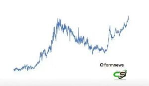 Arroba do bezerro passa R$500 pela primeira vez e bate novo recorde