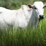 Arroba do boi gordo em MT avança 10,2% na primeira quinzena de março