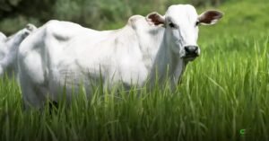 Arroba do boi gordo em MT avança 10,2% na primeira quinzena de março
