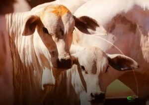 Bezerro chega a R$ 3.264 e dispara com abate recorde de fêmeas