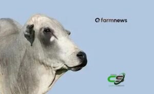 Boi gordo: abril de 2026 deve renovar recorde e gerar atenção