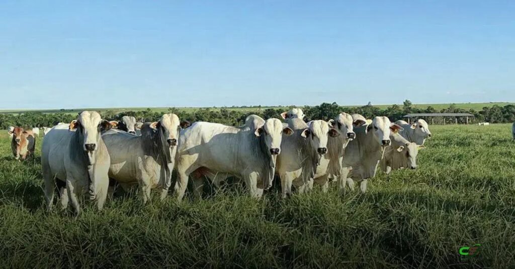 Boi gordo: boi-China ultrapassa R$350/@ em SP e mostra variação regional 1 Boi gordo: boi-China ultrapassa R$350/@ em SP e mostra variação regional